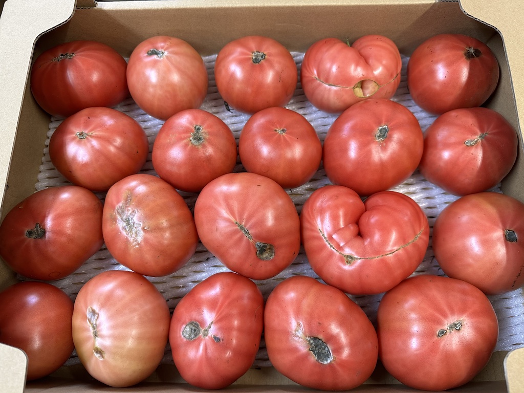 【訳あり】有機トマト4kgサムネイル