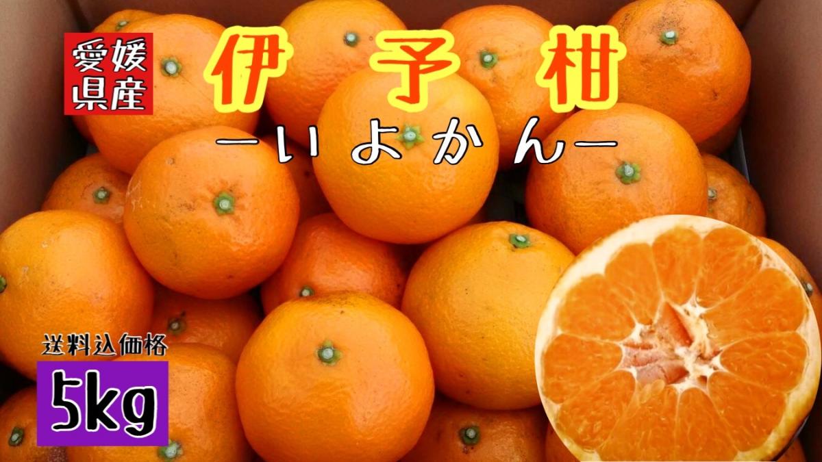 【北海道 沖縄のお客様用】フルーツ果物くだもの果実みかん柑橘《えひめ県産/いよかん》サムネイル