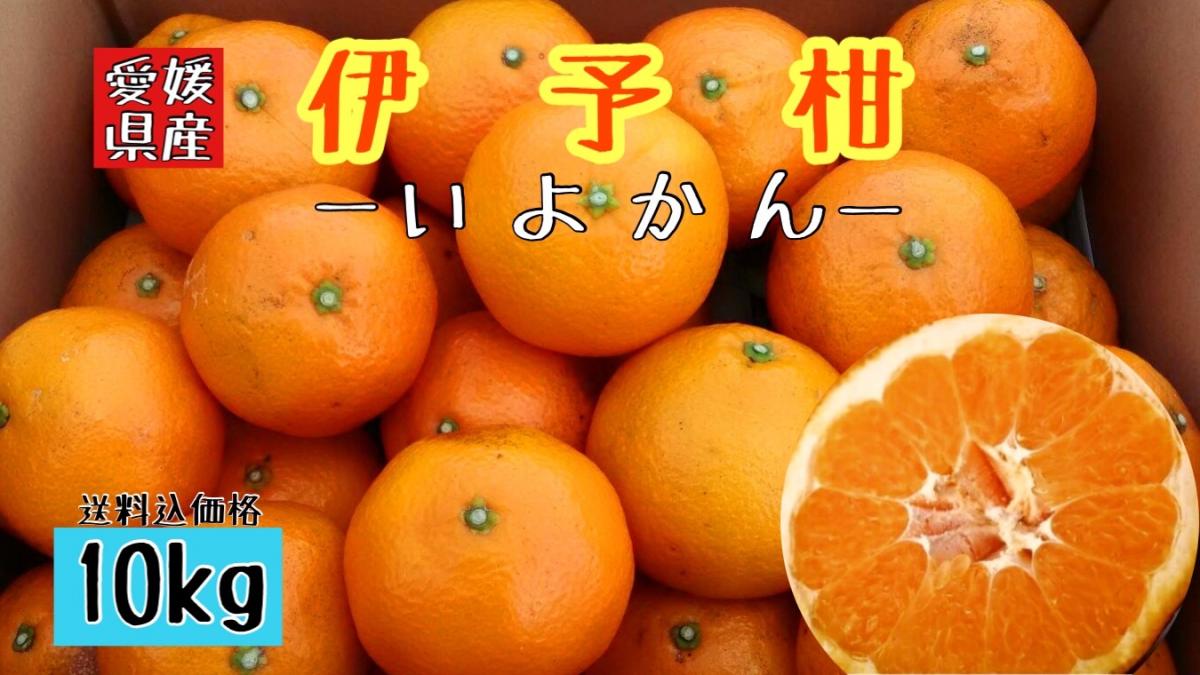 【四国 九州 本州のお客様用】フルーツ果物くだもの果実みかん柑橘《えひめ県産/いよかん》サムネイル