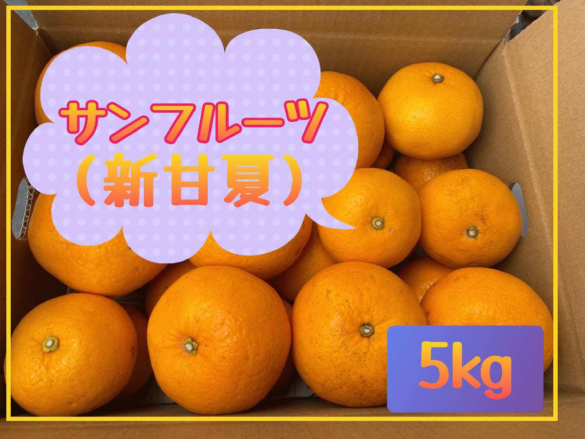 ◎サンフルーツ◎ 果物くだもの果実みかん柑橘《サンフルーツ/えひめ産》サムネイル