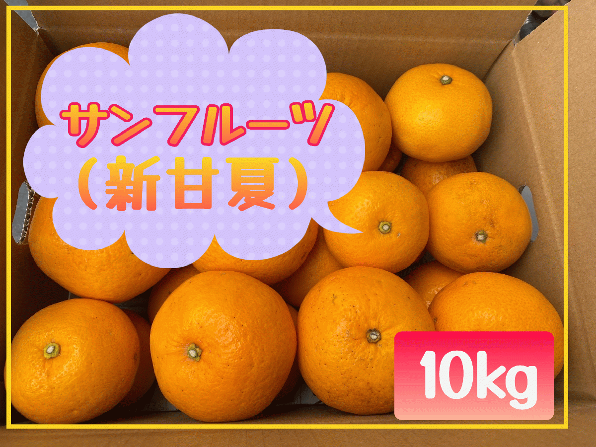 ◎サンフルーツ◎ 果物くだもの果実みかん柑橘《サンフルーツ/えひめ産》サムネイル