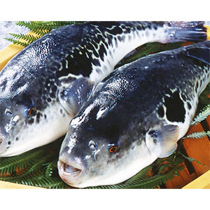 活ふぐ(とらふぐ)長崎県産 身欠き チルド 4kg(8人前)