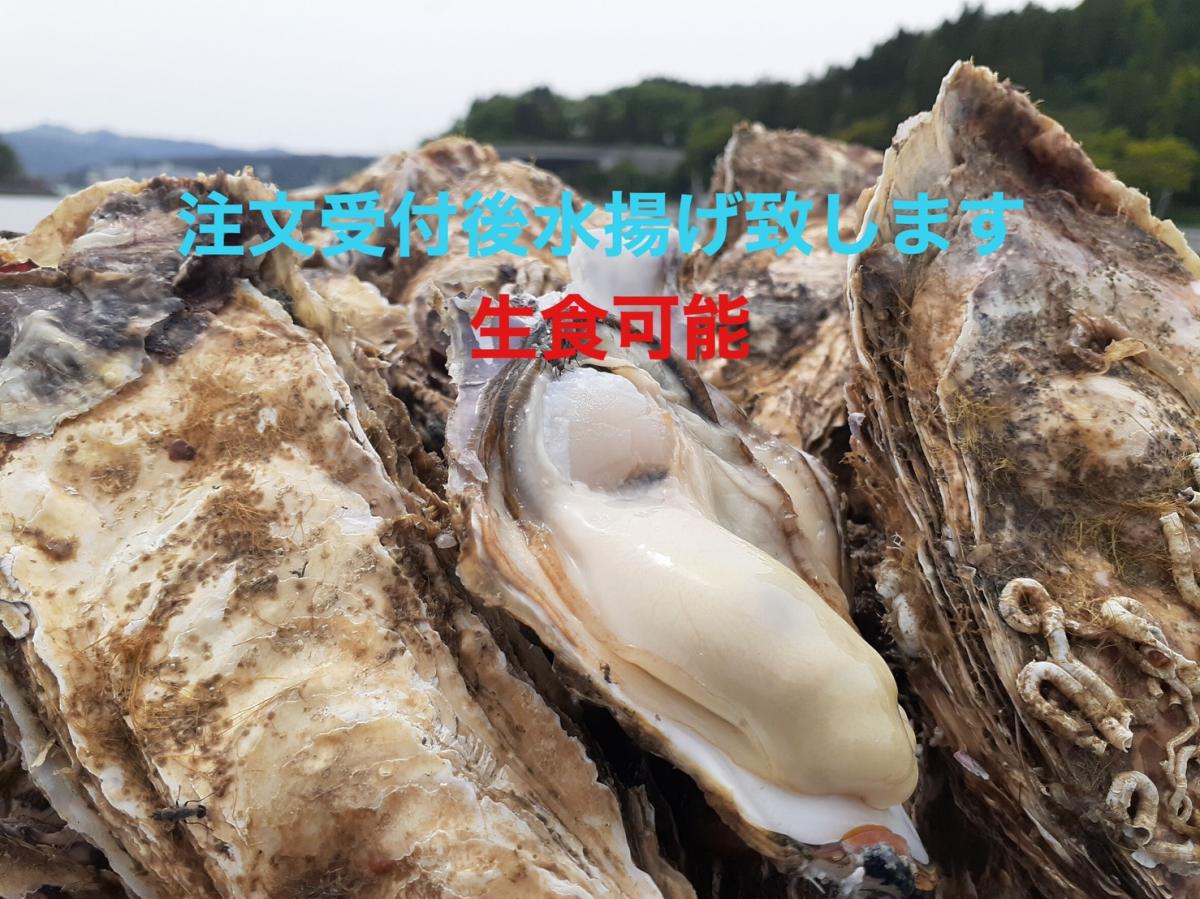 ラムサール条約湿地南三陸志津川湾より 漁師直送 生食可 真牡蠣6kg(kg/6~9個) 送料無料