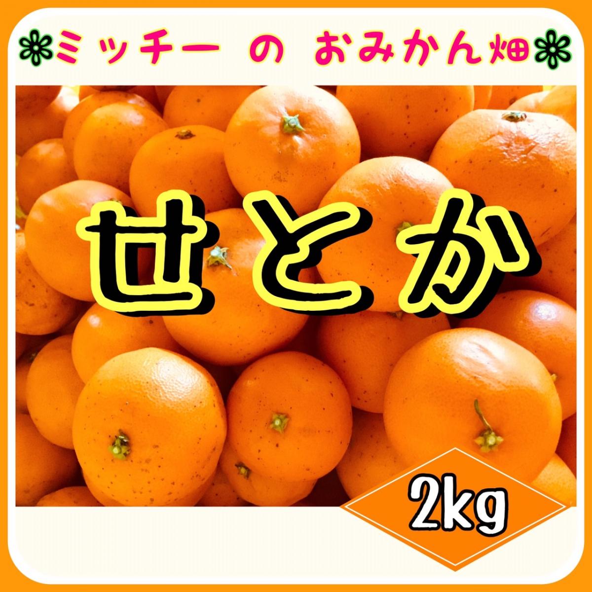 【四国 九州 本州のお客様用】《訳あり》フルーツ果物くだもの果実みかん柑橘《せとか/えひめ産》サムネイル