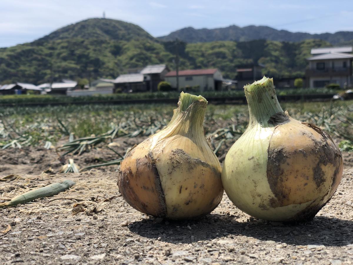 淡路島産新玉ねぎ 5kg 訳あり ドレッシング付き‼️