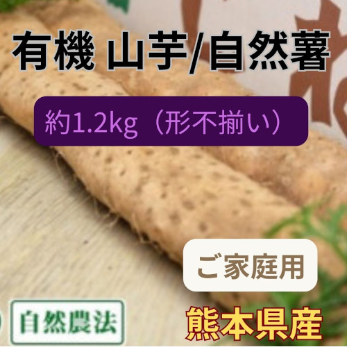 【4/19迄】熊本県産　有機JAS　自然薯　1.2kg(訳ありご家庭用)サムネイル
