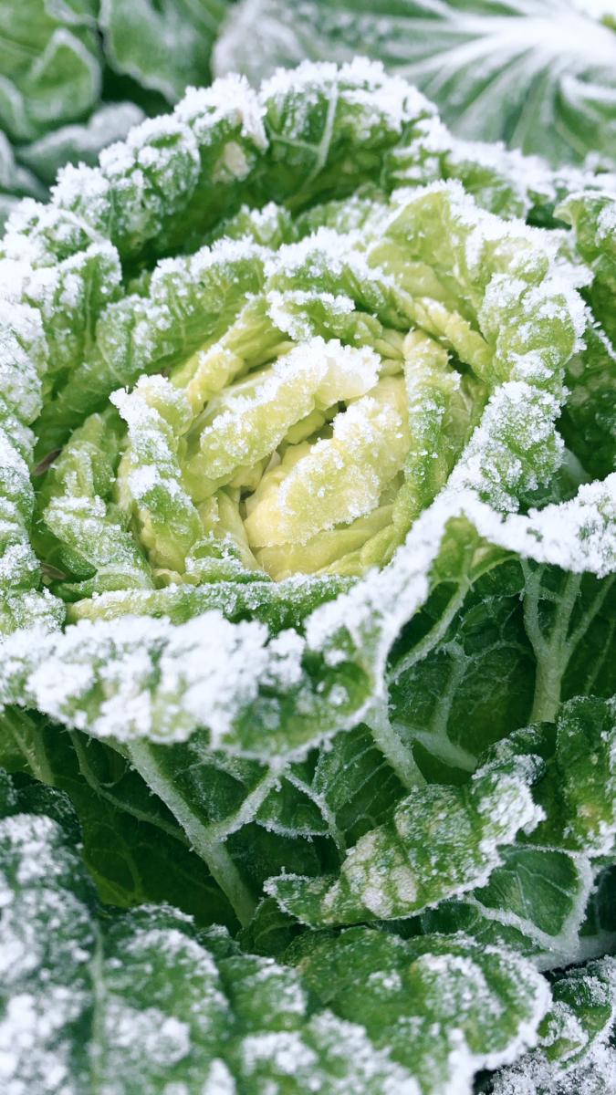 【予約販売】「雪国からのお届け」越冬白菜5玉サムネイル