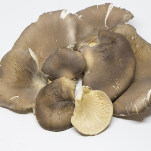 長野県産 高級黒あわび茸(乾燥)350g×5パック