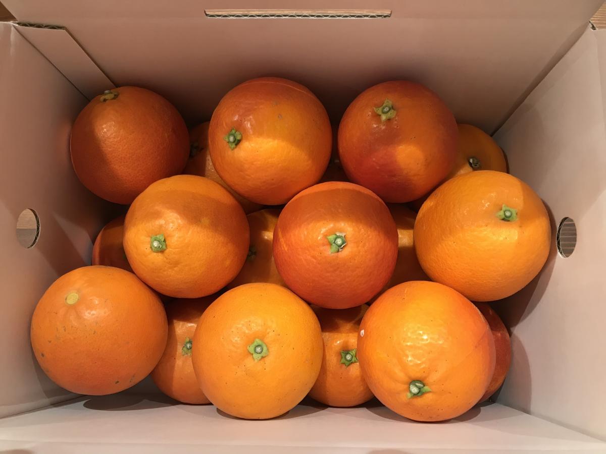 ★今だけ送料無料★希少品種『ブラッドオレンジータロッコ』3kgサムネイル