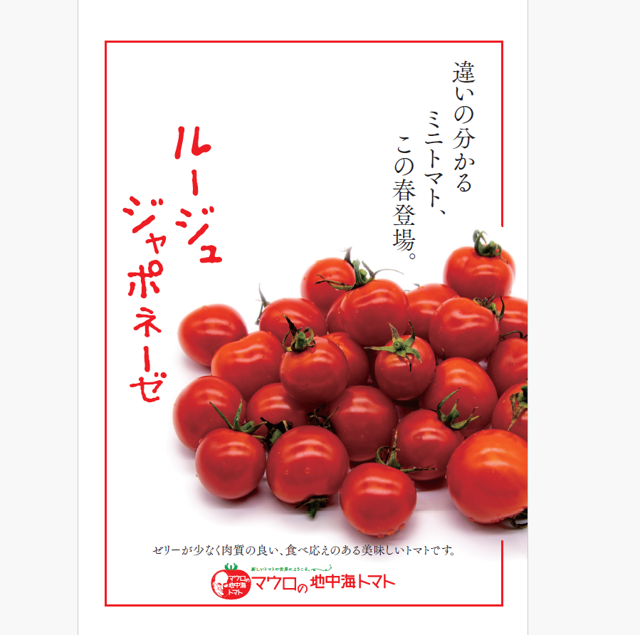 【ルージュ ジャポネーゼ!!　とまと　ミニトマト　プチトマト】　産地直送　千葉県木更津産　1kg　サムネイル