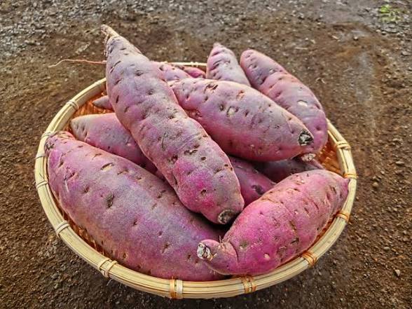 人気No.1♪【新芋】横浜産自然栽培 さつまいも3種食べ比べセット5kg【9.10月配送】サムネイル