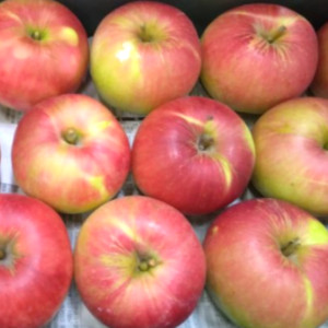 青森県産三好レッド(訳あり品) 葉とらずりんご 約10kg/箱