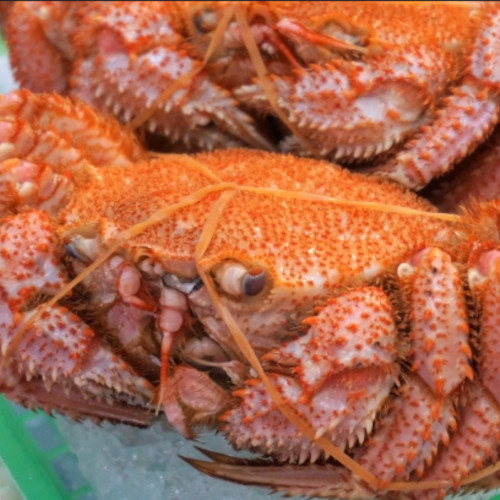 北海道根室産　ボイル毛ガニ 姿 大サイズ約500g/1杯【訳あり】サムネイル