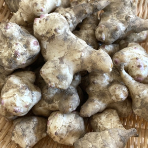 菊芋 新潟県産 無農薬/スーパーフード サイズ混合 5㎏